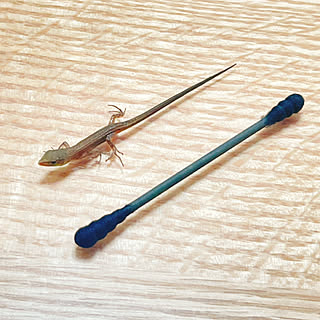 カナヘビのインテリア実例 Roomclip ルームクリップ