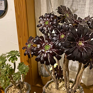 多肉植物 まだら黒法師のおしゃれなアレンジ 飾り方のインテリア実例 Roomclip ルームクリップ