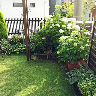 芝生 エリゲロンのおしゃれなアレンジ 飾り方のインテリア実例 Roomclip ルームクリップ