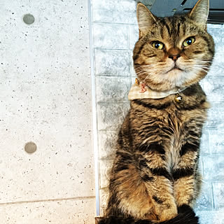 猫 首輪手作りのインテリア実例 Roomclip ルームクリップ