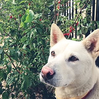 グミの木のインテリア実例 Roomclip ルームクリップ