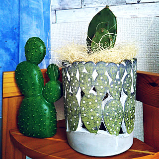 植木鉢/ニトリのプランター/ニトリのサボテンオーナメント/グリーンのある暮らし/ココナッツファイバー...などのインテリア実例 - 2018-05-30 08:19:28