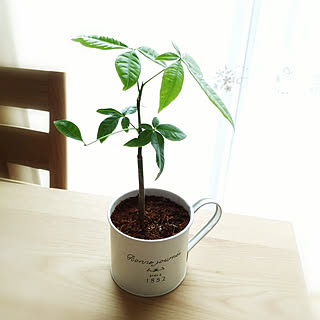 観葉植物 ダイソー観葉植物のインテリア実例 Roomclip ルームクリップ