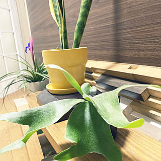 観葉植物 国華園のおしゃれなアレンジ 飾り方のインテリア実例 Roomclip ルームクリップ