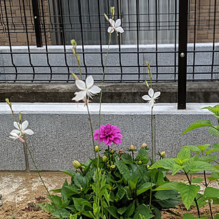 庭 ヤブガラシとの戦いのインテリア実例 Roomclip ルームクリップ