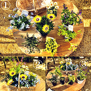 玄関/入り口/花のある暮らし/実況中継/寄せ植え/No.1のインテリア実例 - 2018-03-13 16:50:31