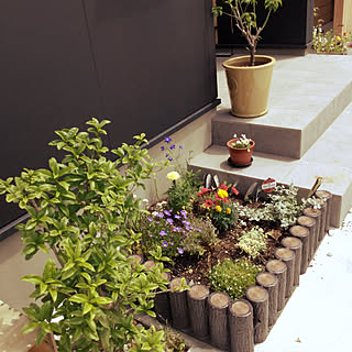 キンモクセイの木のインテリア実例 Roomclip ルームクリップ