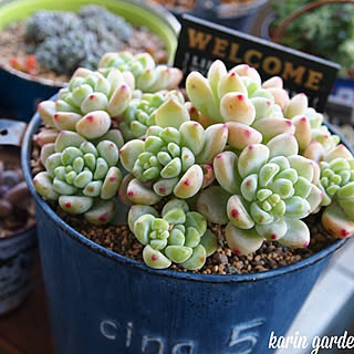 多肉植物 クラバツムのインテリア実例 Roomclip ルームクリップ