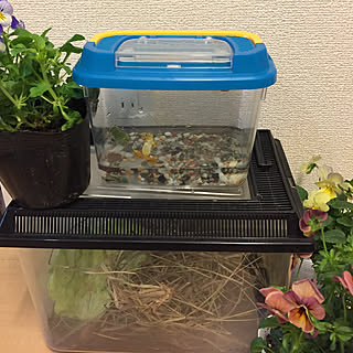 カエルと!コオロギ/この間の脱走カエルどこに?/夢中です( ^ิ艸^ิ゚)/またまたコオロギ捕まえた/カエル五匹GETだぜ!/今日こそ片付けるぅ!...などのインテリア実例 - 2017-10-28 12:18:34