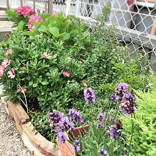 アジサイ 花壇の寄せ植えのおしゃれなアレンジ 飾り方のインテリア実例 Roomclip ルームクリップ