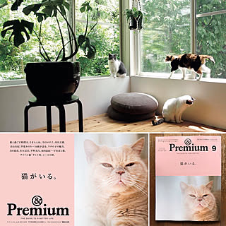 部屋全体/山内亮/アンドプレミアム/&premium/猫がいる...などのインテリア実例 - 2017-07-22 14:14:17