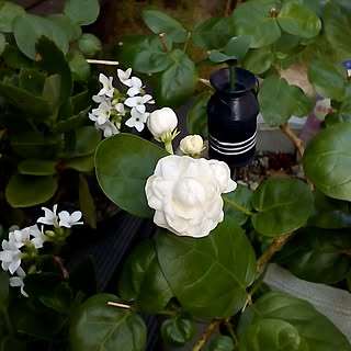 アラビアンジャスミンのインテリア実例 Roomclip ルームクリップ