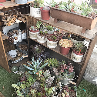 多肉植物 風除室のインテリア実例 Roomclip ルームクリップ 多肉植物 風除室のインテリア実例 Roomclip ルームクリップ