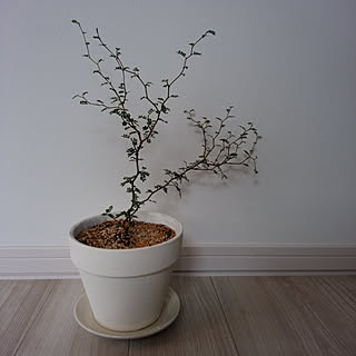 北海道 ガーデニング初心者のインテリア実例 Roomclip ルームクリップ