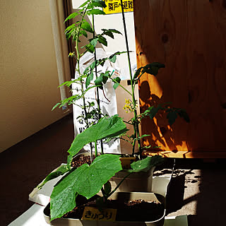 牛乳パック 苗のインテリア実例 Roomclip ルームクリップ