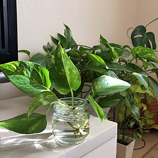 観葉植物 ポトス水差しのインテリア実例 Roomclip ルームクリップ 観葉植物 ポトス水差しのインテリア実例 Roomclip ルームクリップ