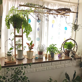 スコッチシダのインテリア実例 Roomclip ルームクリップ