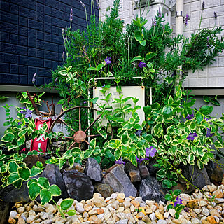 ラベンダー ロックガーデンのインテリア実例 Roomclip ルームクリップ ラベンダー ロックガーデンのインテリア実例 Roomclip ルームクリップ