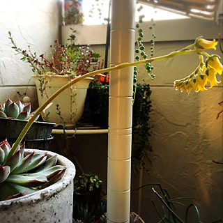 バス/トイレ/みどりのある暮らし/観葉植物のある暮らし/ナチュラル/一人暮らし...などのインテリア実例 - 2018-04-26 18:37:08