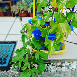 朝顔の支柱のインテリア実例 Roomclip ルームクリップ 朝顔の支柱のインテリア実例 Roomclip ルームクリップ