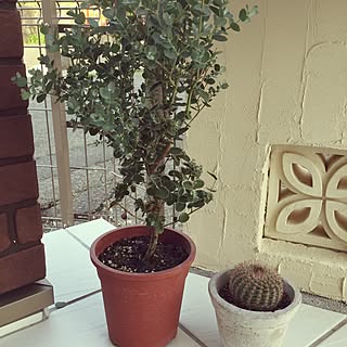 観葉植物 ユーカリ グニーのインテリア実例 Roomclip ルームクリップ 観葉植物 ユーカリ グニーのインテリア実例 Roomclip ルームクリップ