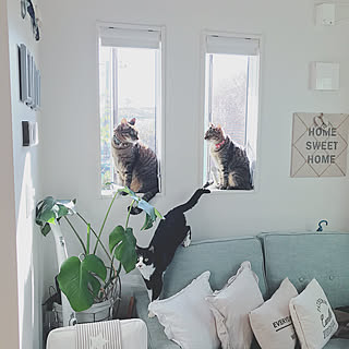 リビング/NO GREEN NO LIFE/猫と暮らす/ねこばかりですいません/IG→lovecat.aki...などのインテリア実例 - 2017-10-18 10:52:22