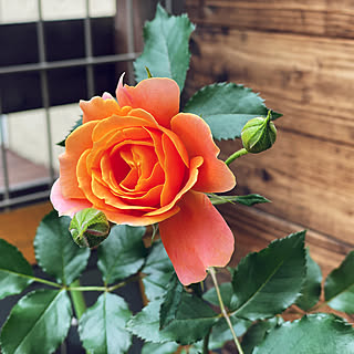 ディズニーランドローズのインテリア実例 Roomclip ルームクリップ