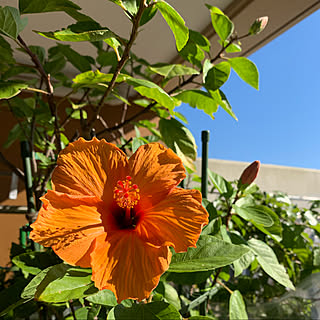 ハイビスカスのある暮らしのインテリア実例 Roomclip ルームクリップ