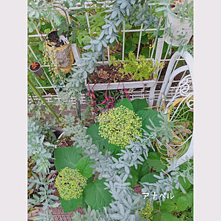 アナベル鉢植えのインテリア実例 Roomclip ルームクリップ