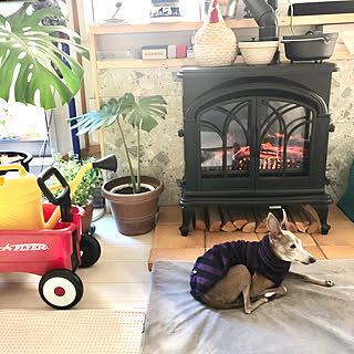 なんちゃって部部長/ナンチャッテ部/増殖中/モンステラ/観葉植物のある暮らし...などのインテリア実例 - 2019-12-03 11:37:32