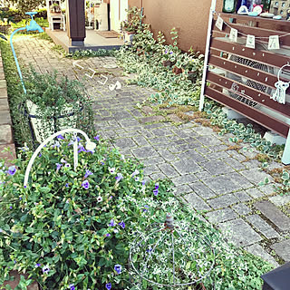 ユーフォルビアダイアモンドフロストのインテリア実例 Roomclip ルームクリップ ユーフォルビアダイアモンドフロストのインテリア実例 Roomclip ルームクリップ