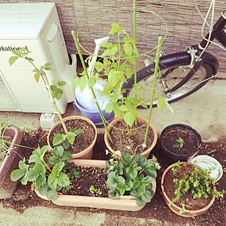 女性の、3LDK、家族住まいの「玄関/入り口」についてのインテリア実例