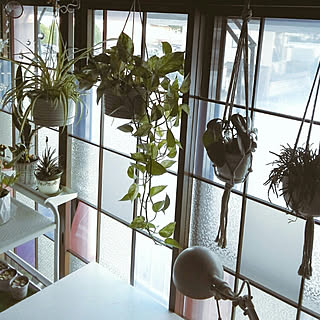 日陰に強い植物のインテリア実例 Roomclip ルームクリップ 日陰に強い植物のインテリア実例 Roomclip ルームクリップ