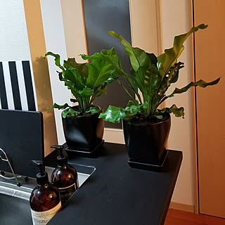 キッチン/観葉植物のある暮らし/黒が好き/いいね!ありがとうございます!/コメント嬉しいです...などのインテリア実例 - 2017-12-02 01:59:50
