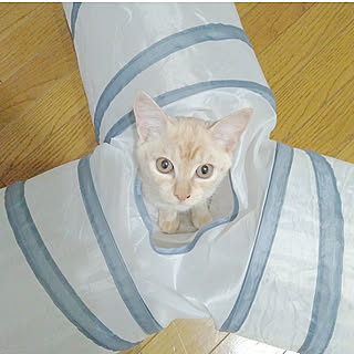 壁/天井/子猫と暮らす/猫トンネル/Haru用/3つのトンネル...などのインテリア実例 - 2019-11-01 19:50:57
