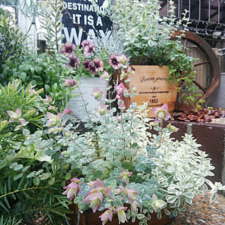 寄せ植え ナフコの商品を使ったおしゃれなインテリア実例 Roomclip ルームクリップ