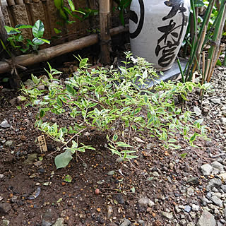 アベリアホープレイズのインテリア実例 Roomclip ルームクリップ