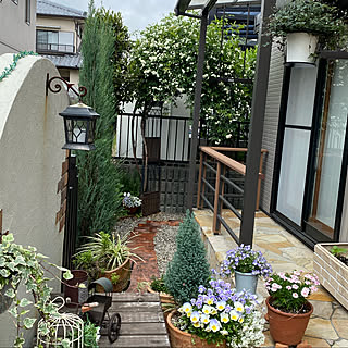ブライダルベール✨根つき苗