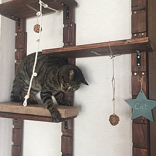 セリア キャットタワーdiyのインテリア 手作りの実例 Roomclip ルームクリップ