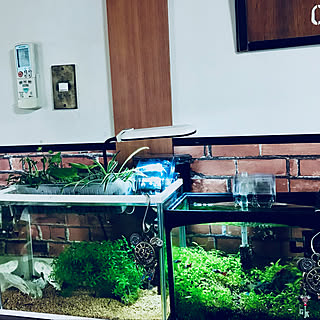 水耕栽培 水換えのおしゃれなアレンジ 飾り方のインテリア実例 Roomclip ルームクリップ