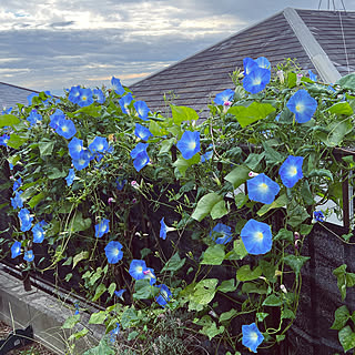 植物 朝顔のおしゃれなアレンジ 飾り方のインテリア実例 Roomclip ルームクリップ 植物 朝顔のおしゃれなアレンジ 飾り方のインテリア実例 Roomclip ルームクリップ