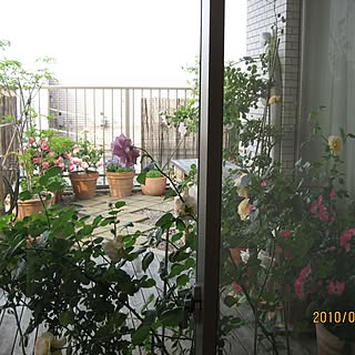ベランダガーデン 空中庭園のインテリア実例 Roomclip ルームクリップ