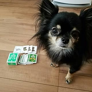 ロングコートチワワ チワワ飼ってますのインテリア実例 Roomclip ルームクリップ