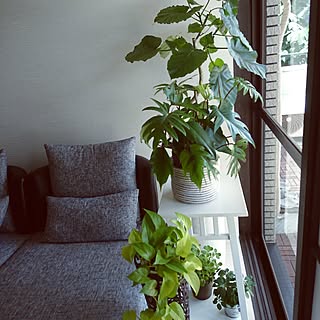 部屋全体/グリーンのある暮らし/白のインテリア/シンプルライフ/いいね、フォロー本当に感謝です♡...などのインテリア実例 - 2017-07-13 11:21:25