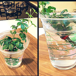 シュガーバイン 水栽培のインテリア実例 Roomclip ルームクリップ