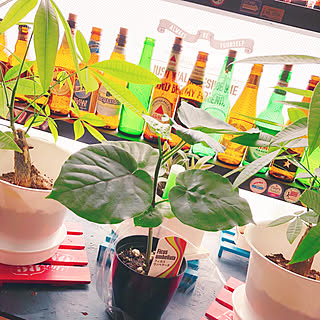 棚/ビール瓶集めてます。/ウンベラータ/観葉植物/押し逃げお許しを(*T^T)...などのインテリア実例 - 2018-06-21 11:18:41