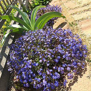 部屋全体 ベロニカオックスフォードブルーのインテリア実例 Roomclip ルームクリップ