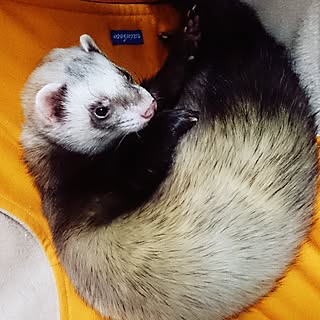 いたちのインテリア実例 Roomclip ルームクリップ