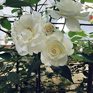 玄関/入り口/つるアイスバーグ/薔薇のある暮らし/日々の暮らし/庭の記録写真...などのインテリア実例 - 2018-05-17 23:00:11