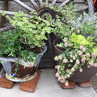 鉢植え アメリカンブルーのインテリア実例 Roomclip ルームクリップ